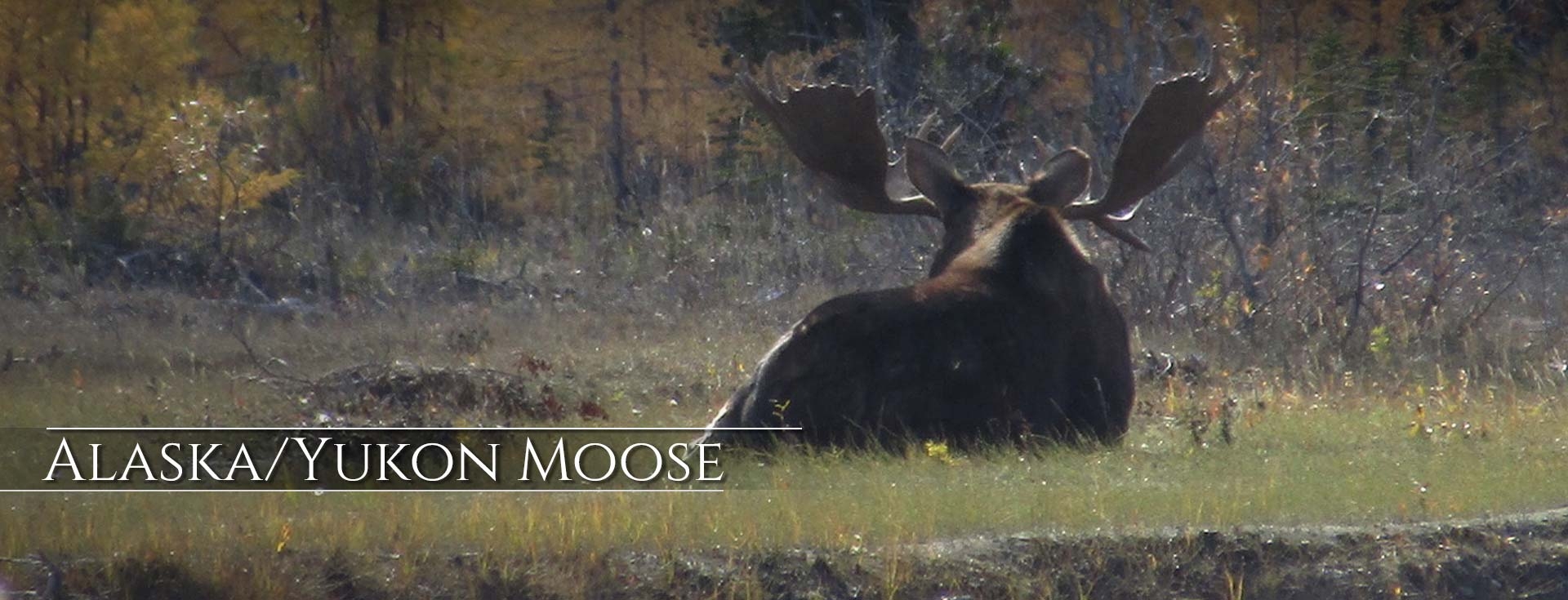 Alaska Yukon Moose