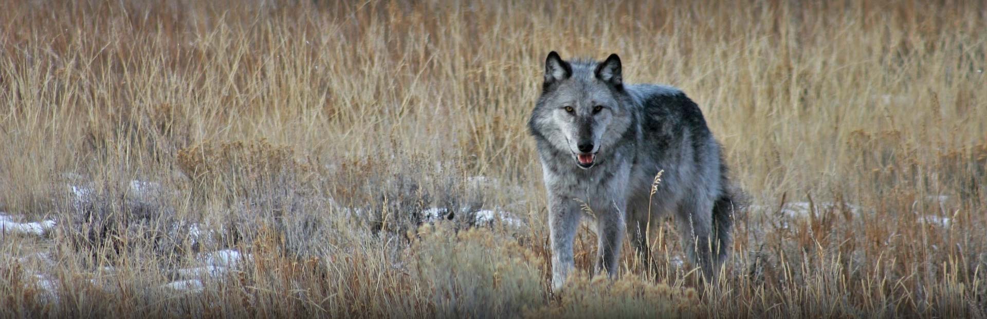 Canada Wolf Hunting - NWT, Canada